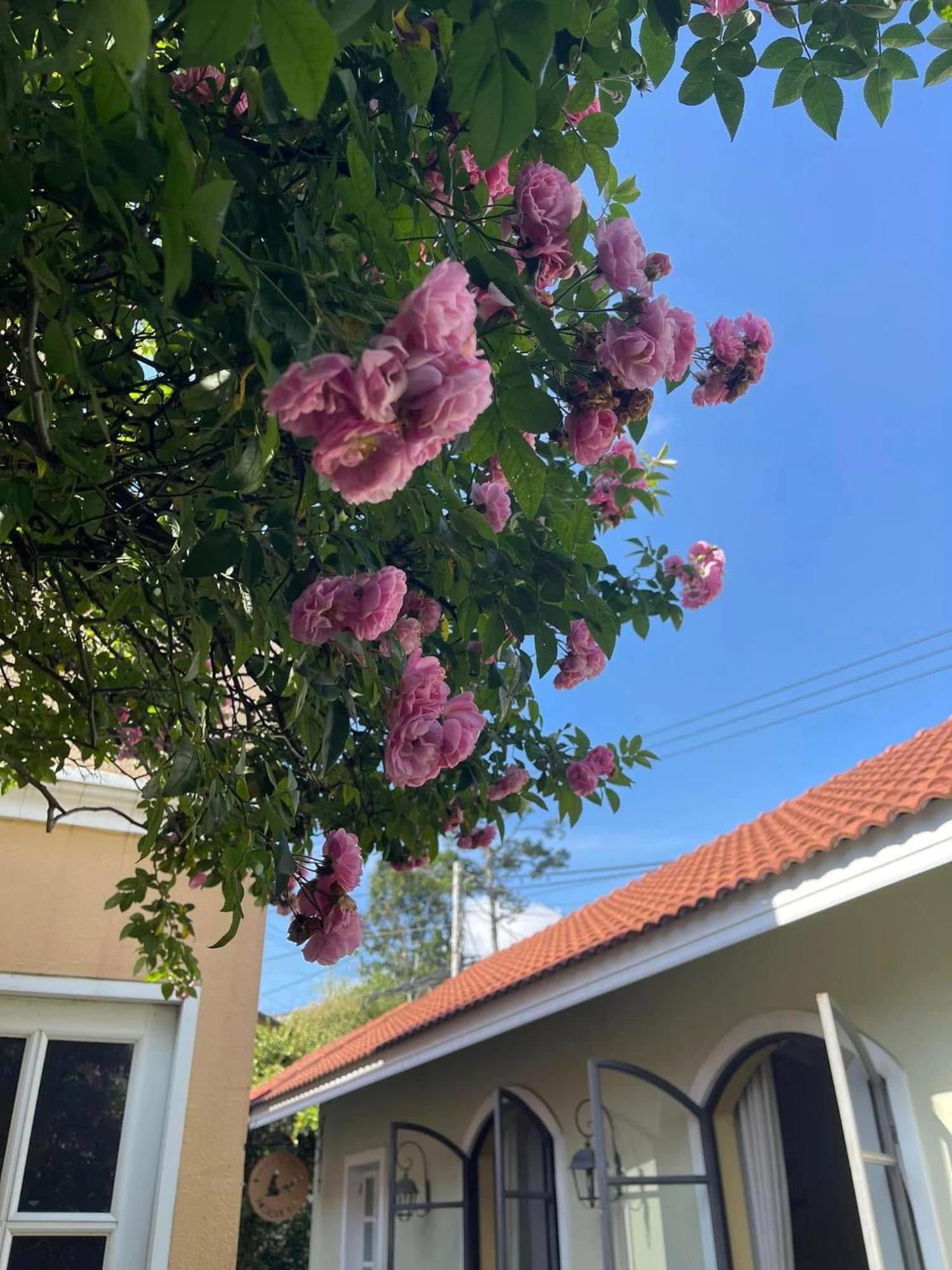 Bich Dao Boutique - Dalat Hotel Екстериор снимка