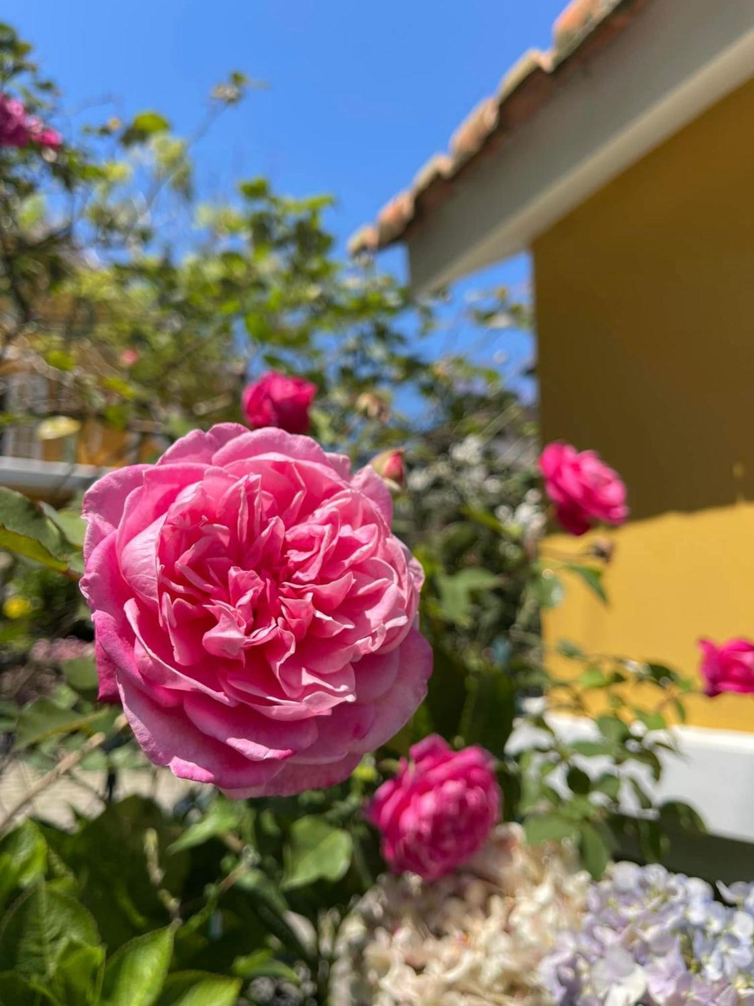Bich Dao Boutique - Dalat Hotel Екстериор снимка