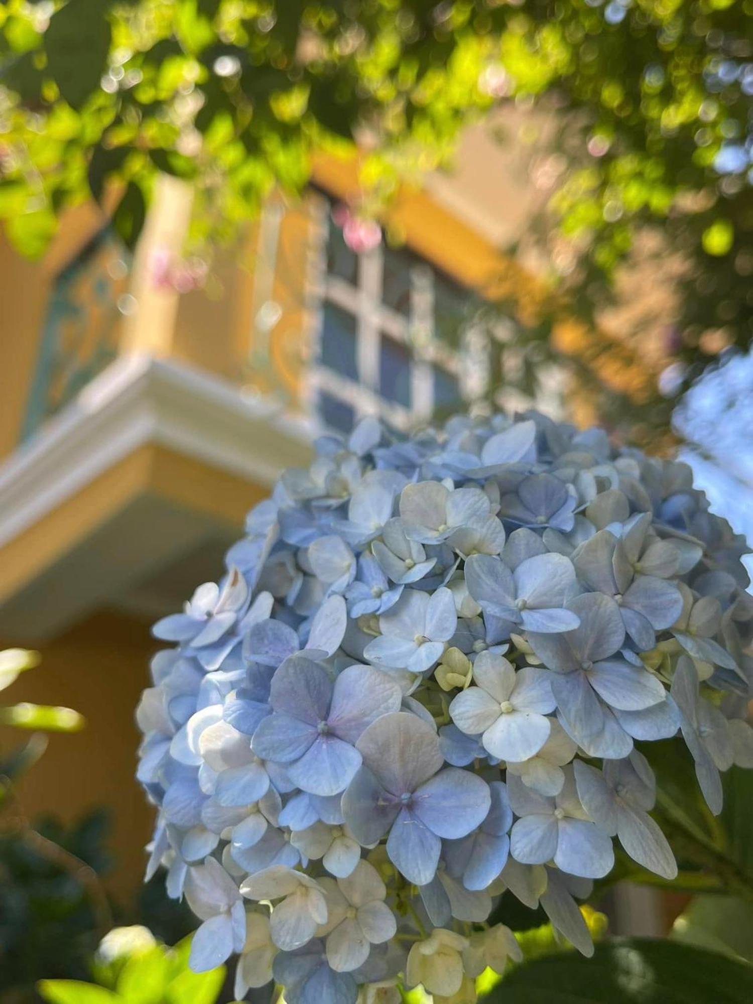 Bich Dao Boutique - Dalat Hotel Екстериор снимка
