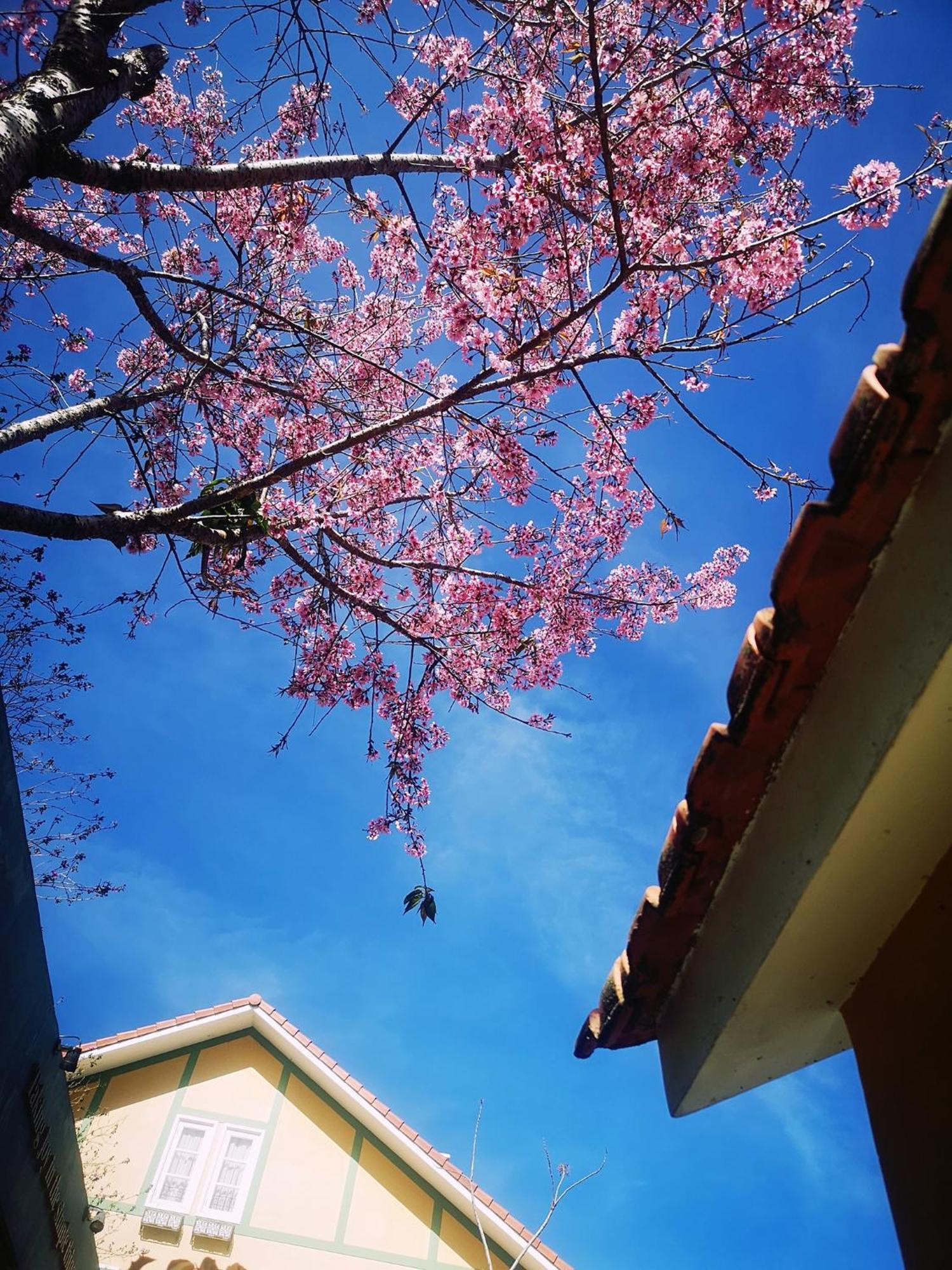 Bich Dao Boutique - Dalat Hotel Екстериор снимка